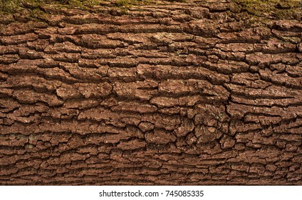 Relief texture of the brown bark of a tree with green moss on it. Horizontal photo of a tree bark texture. Relief creative texture of an old oak bark.