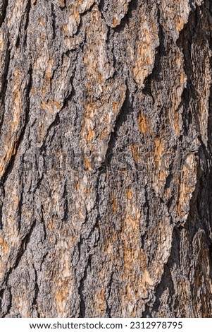 Relief texture of tree bark. Panoramic photo of oak texture. Relief creative texture of old oak bark.