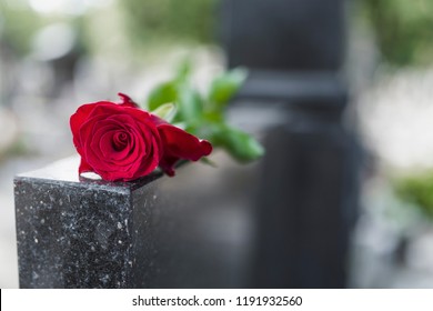 Religious tradition to put one flower in memory, of the grave in the cemetery, tragedy and sorrow for the loss of a loved one. Red rose was left on gravestone in the graveyard