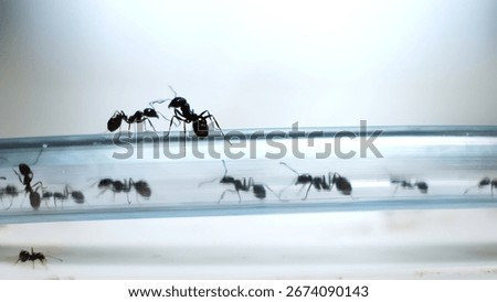 Relocation of ants to another formicarium through a pipe close-up side view. Colony of messor reaper ants in the acrylic ant farm. Hobby pets watching. Selective focus. Big family concept.
