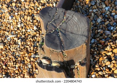 Remain Of A Groyne On Pebble Beach