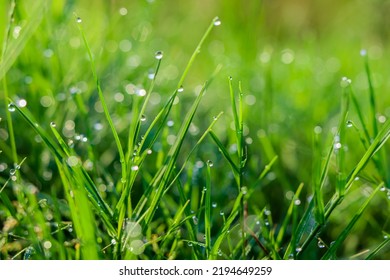the remaining dew in the form of water that is still left on the grass in the morning. cool photo of dew and weeds - Shutterstock ID 2194649259
