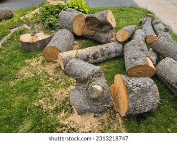 The remaining logs from a chopped up tree scattered on a lawn.