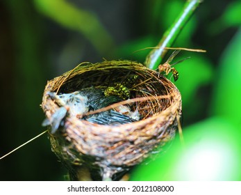 The Remains Of The Baby Bird Died Inside Its Nest. The Baby Bird Died In The Nest. The Hornet Bites The Flesh Of The Dead Baby Bird. The Concept Of Saves The Bird.