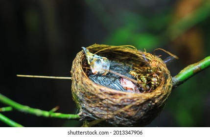 The Remains Of The Baby Bird Died Inside Its Nest. The Baby Bird Died In The Nest. The Hornet Bites The Flesh Of The Dead Baby Bird. The Concept Of Saves The Bird.