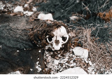 Remains Of The Body And Head Of A Dead Seal Among The Stones On The Beach, Kaikoura, New Zealand