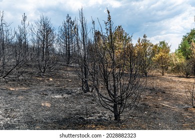 Remains Of Burnt Trees After A Forest Fire