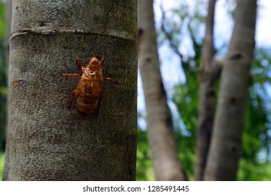 are cicadas blind are cicadas blind