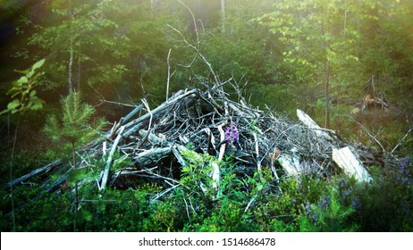 Remains of cutting, logging waste in the Northern boreal coniferous forest. Forestry