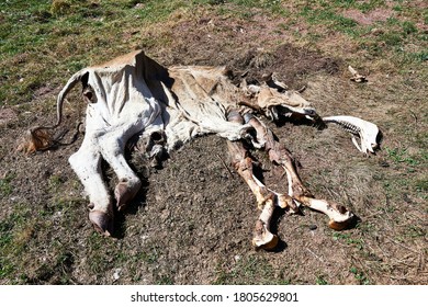 remains of a dead cow eaten by vultures in the Aguas Tuertas valley in the Aragonese Pyrenees