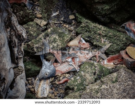 Remains of dead fish on the shore
