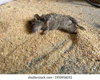 The Remains Of A Dead Rat In A Forage Warehouse.