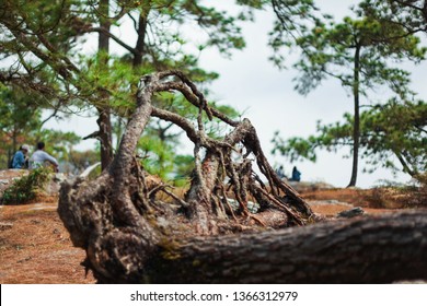 The Remains Of Dead Trees Is A Stunning Visual Component To Another. Represents A Very Natural. And There Is An Art.