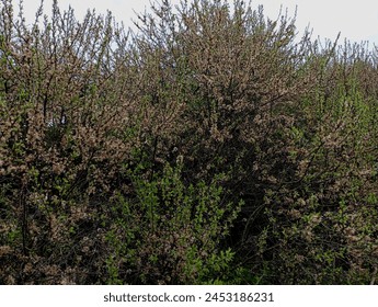 Remains of flowers on the teruna bush. The subject of spring and flowering trees. thorny thernum bush. Remains of flowers on thorny branches. - Powered by Shutterstock