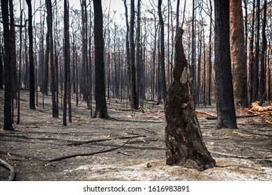 The remains of a forest in Australia's Blue Mountains after the 2020 bushfires