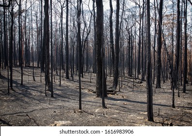The remains of a forest in Australia's Blue Mountains after the 2020 bushfires