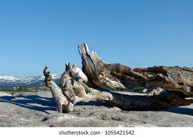 The Remains Of The Hansel Adams Jeffrey Pine. Sentinel Dome, Yosemite National Park