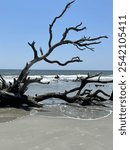 Remains from Hurricane Matthew on Hunting Island State park