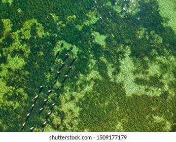 Remains Of A Jetty Surrounded By A Seagrass Meadow