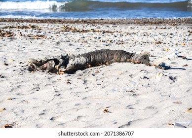 The Remains Of A Lake Sturgeon Found On Lake Erie Beach