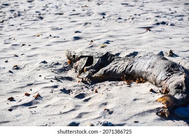 The Remains Of A Lake Sturgeon Found On Lake Erie Beach