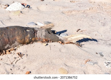 The Remains Of A Lake Sturgeon Found On Lake Erie Beach