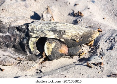 The Remains Of A Lake Sturgeon Found On Lake Erie Beach