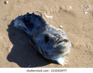 5 Cyclopteridae eggs Images, Stock Photos & Vectors | Shutterstock