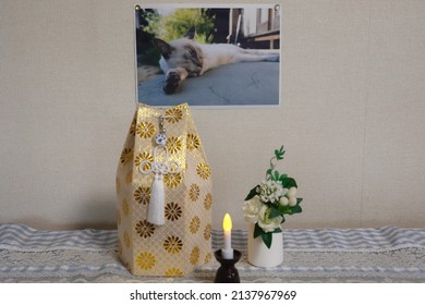 Remains and photographs of a deceased domestic cat. Grief of losing a pet. - Shutterstock ID 2137967969
