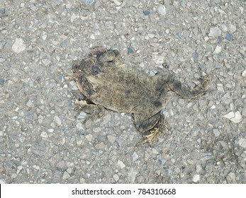 Car Toad Images, Stock Photos & Vectors | Shutterstock