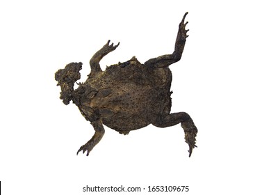 remains of a toad that had been stepped flat on the road isolate on white background.