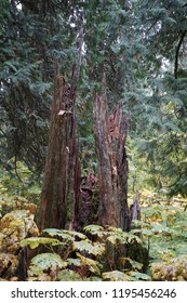 Remains Of Western Redcedar Tree Trunk