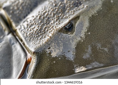 Remarkable forepart of the horseshoe crab with a dark eye. Environment reflected in its wet shell. Closeup horizontal photo.
