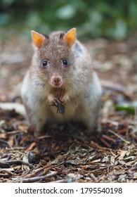 10 Rufous rat kangaroo Images, Stock Photos & Vectors | Shutterstock