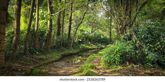 remarkable shape of tree and its environment fresh branches and twigs brown and green color to refresh mind, damp and wet forest with green leaves, good for multimedia content creation