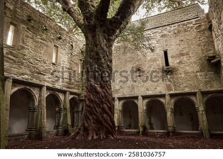 A remarkable view of the ancient yew tree standing in the cloister of Muckross Abbey, Ireland. Surrounded by Gothic arches and weathered stone walls