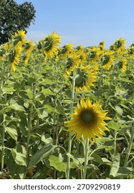 Remarkably, a single small sunflower is facing directly away from the sun, standing out among all the other sunflowers that are faithfully tracking the light.