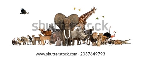 Remasterized: Large group of African fauna, safari wildlife animals together, in a row, isolated