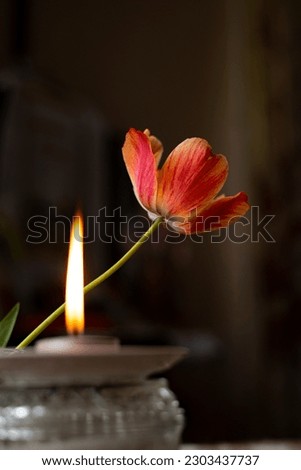 Rembrandt tulip with a candel in front of it. Composition with a red and yellow stripped flower crossed with a high open flame of the candle. Tulip breaking virus (lily mosaic virus) illustration.