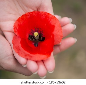 Rememberance Day Red Poppy In Hands