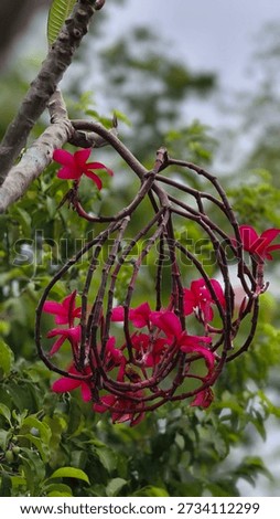 Remembering the scent of the first garden I ever visited. Timeless elegance.