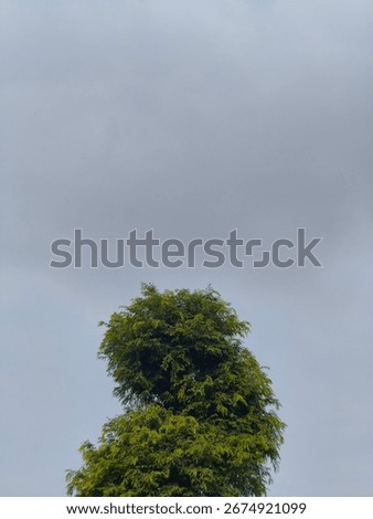 remembering the tamarind tree that stood strong since I was little