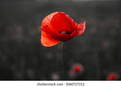 Remembrance day poppy. Red poppies in a poppies field with desaturated background