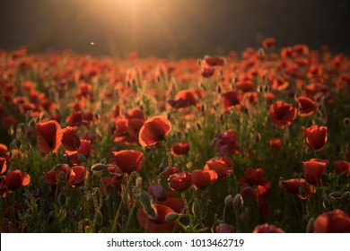 The remembrance poppy - poppy appeal. flower for Remembrance Day, Memorial Day, Anzac Day in New Zealand, Australia, Canada and Great Britain.