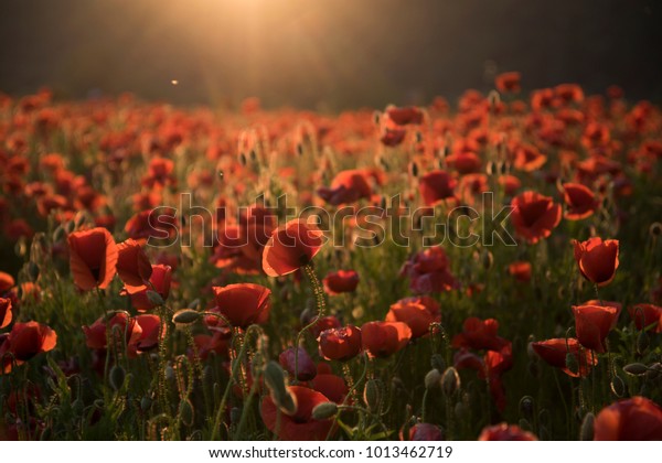 The remembrance poppy - poppy appeal. flower for\
Remembrance Day, Memorial Day, Anzac Day in New Zealand, Australia,\
Canada and Great Britain.