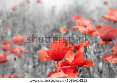 The remembrance poppy was inspired by the World War I poem 