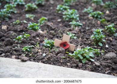 Remembrance Sunday In London. A Red Poppy On A Small Wooden Cross In A City Garden. Growing Plants. London, UK, Europe