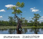 Remnant of old water tupelo (Nyssa aquatica) tree in Merchant