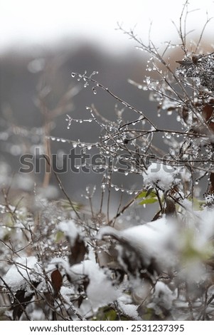 Similar – ice fog Plant Bushes