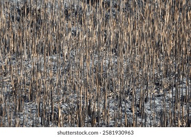 The remnants of burnt reeds in a field